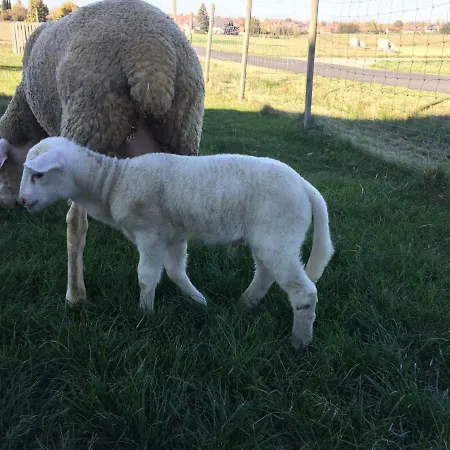 מלון Cosy Family